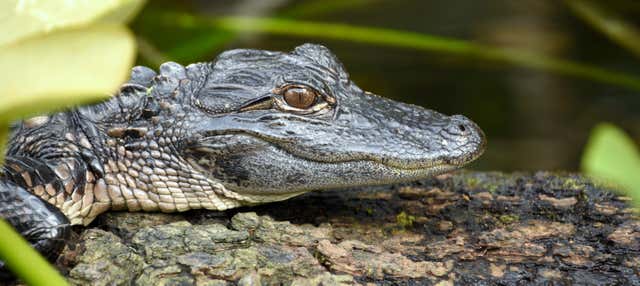 Escursione alle Everglades